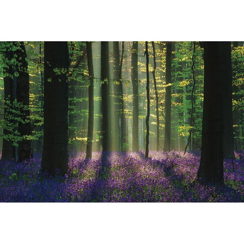 Perfect Spring Scene White Modern Wood Framed Art Print by Podt, Martin