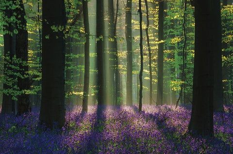 Perfect Spring Scene White Modern Wood Framed Art Print with Double Matting by Podt, Martin