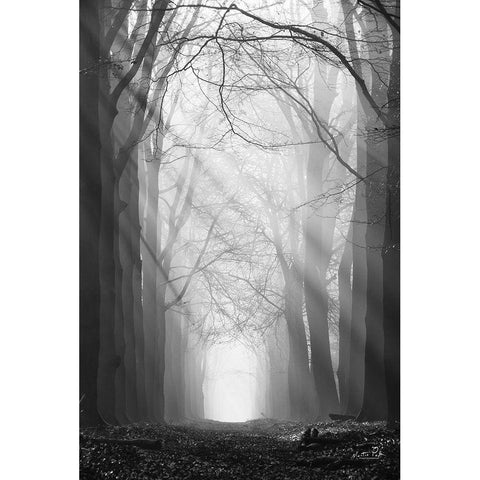 Sunray Path   White Modern Wood Framed Art Print by Podt, Martin