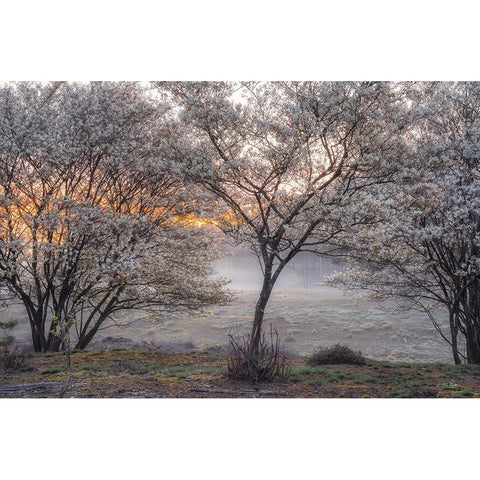 Spring Bushes Black Modern Wood Framed Art Print with Double Matting by Podt, Martin