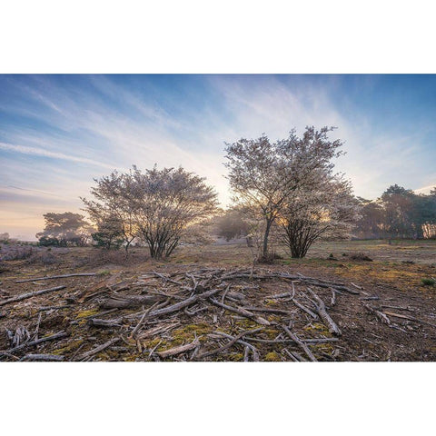 Spring Bushes at Sunrise White Modern Wood Framed Art Print by Podt, Martin