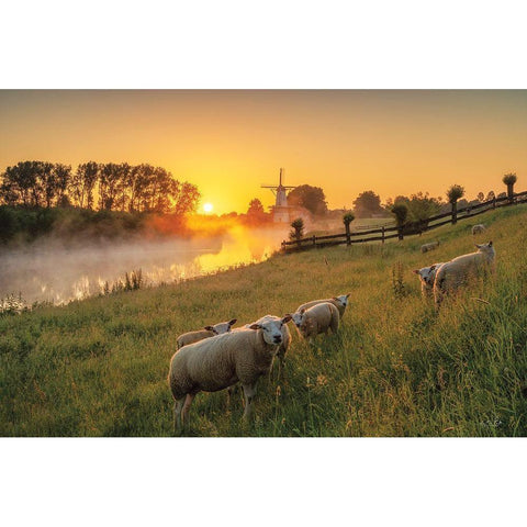 Sheep at Sunrise White Modern Wood Framed Art Print by Podt, Martin