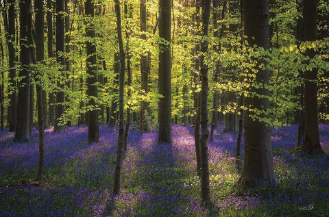 Fresh Green and Bluebells Black Ornate Wood Framed Art Print with Double Matting by Podt, Martin