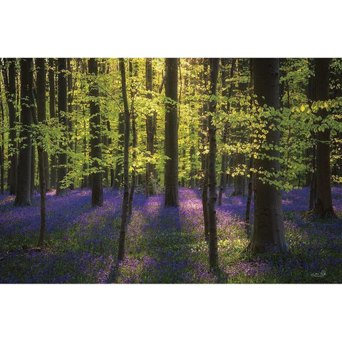 Fresh Green and Bluebells White Modern Wood Framed Art Print by Podt, Martin