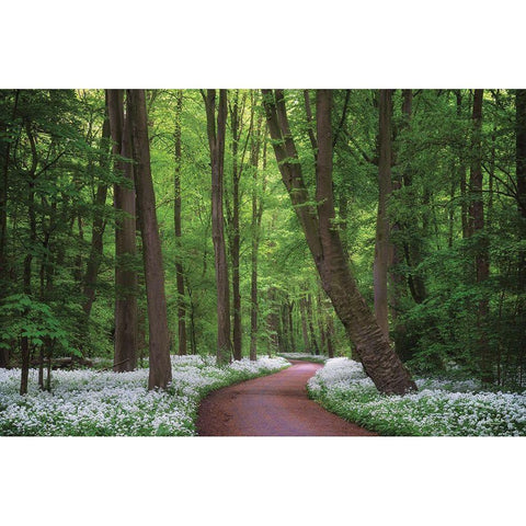 Fragrant Road Black Modern Wood Framed Art Print by Podt, Martin