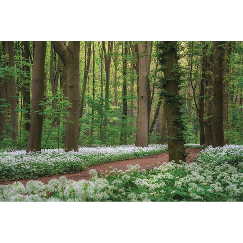 White Carpet Black Modern Wood Framed Art Print by Podt, Martin