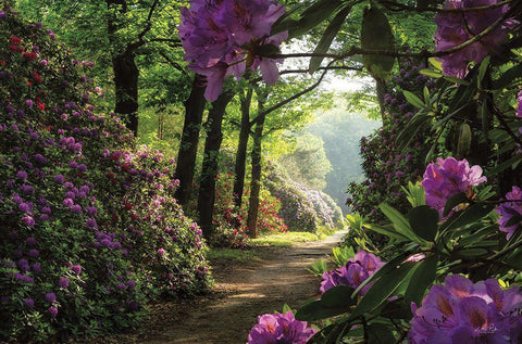 Rhododendron Lane White Modern Wood Framed Art Print with Double Matting by Podt, Martin