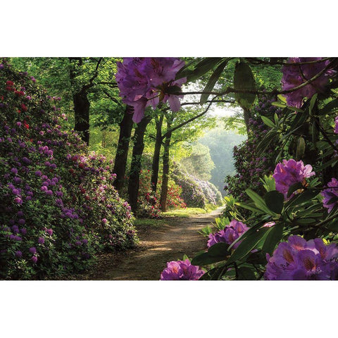Rhododendron Lane Black Modern Wood Framed Art Print by Podt, Martin
