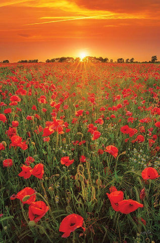 Poppies at Sunset White Modern Wood Framed Art Print with Double Matting by Podt, Martin