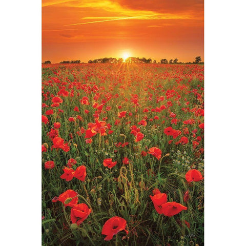 Poppies at Sunset Gold Ornate Wood Framed Art Print with Double Matting by Podt, Martin