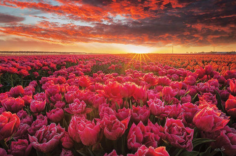 Tulip Magnificence White Modern Wood Framed Art Print with Double Matting by Podt, Martin