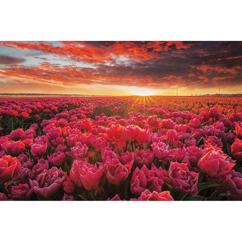 Tulip Magnificence Black Modern Wood Framed Art Print by Podt, Martin