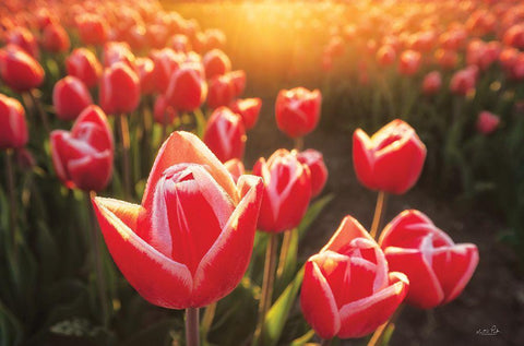 Tulips at Sunrise White Modern Wood Framed Art Print with Double Matting by Podt, Martin