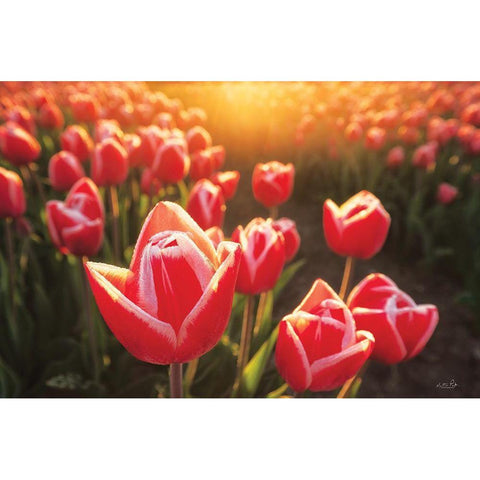 Tulips at Sunrise Black Modern Wood Framed Art Print by Podt, Martin