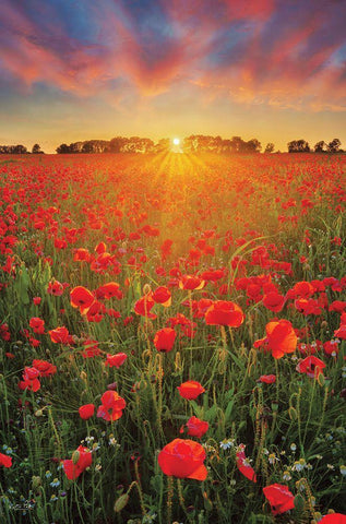 Poppies at Sunset Black Ornate Wood Framed Art Print with Double Matting by Podt, Martin