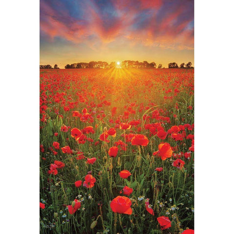 Poppies at Sunset Gold Ornate Wood Framed Art Print with Double Matting by Podt, Martin