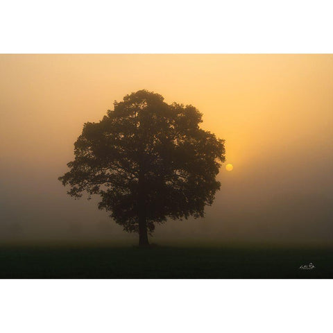 Solitary Oak Black Modern Wood Framed Art Print with Double Matting by Podt, Martin