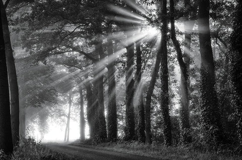 Amazing Rays White Modern Wood Framed Art Print with Double Matting by Podt, Martin