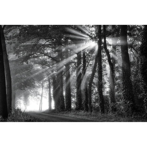 Amazing Rays Black Modern Wood Framed Art Print with Double Matting by Podt, Martin