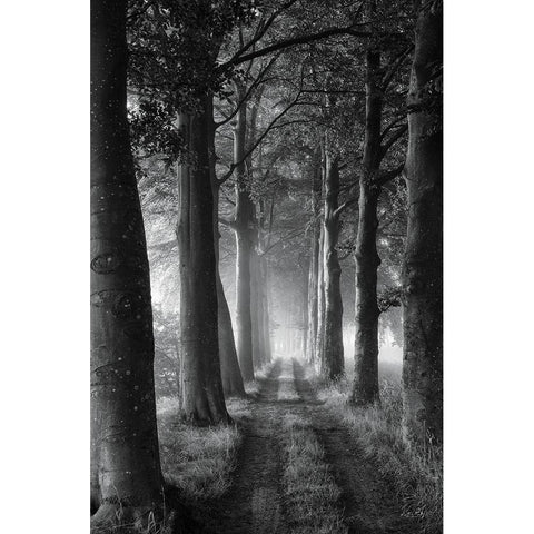 Forest Path Black Modern Wood Framed Art Print by Podt, Martin