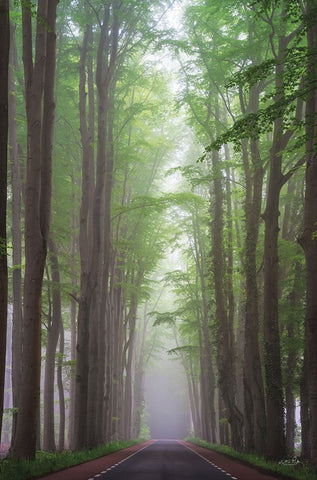 Foggy Road White Modern Wood Framed Art Print with Double Matting by Podt, Martin