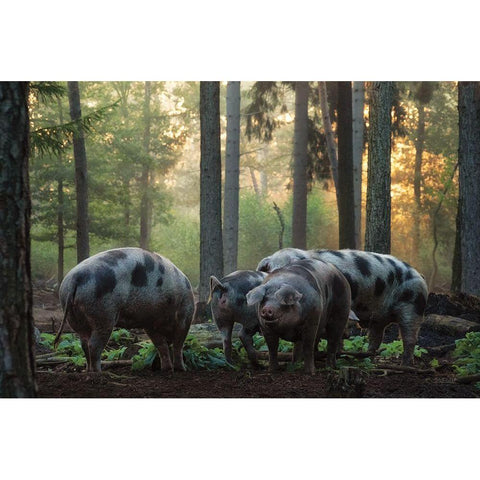 Pig Paradise  Black Modern Wood Framed Art Print by Podt, Martin