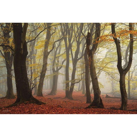 Layers of Trees  Black Modern Wood Framed Art Print by Podt, Martin