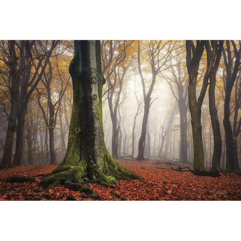 Autumn in the Forest  Black Modern Wood Framed Art Print with Double Matting by Podt, Martin