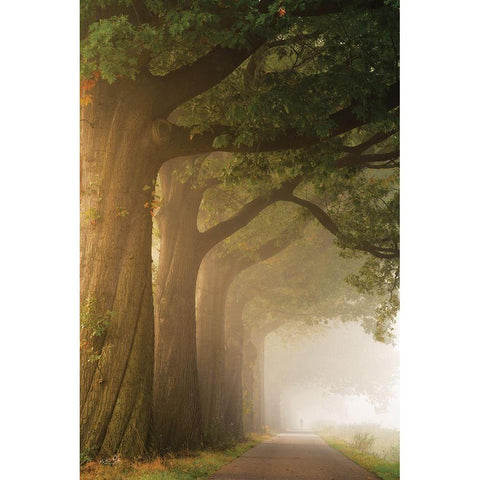 Twisted Trunk Black Modern Wood Framed Art Print by Podt, Martin