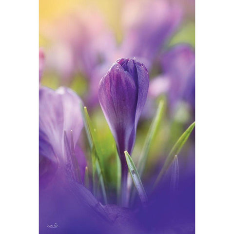 Shining at Sunset Black Modern Wood Framed Art Print with Double Matting by Podt, Martin