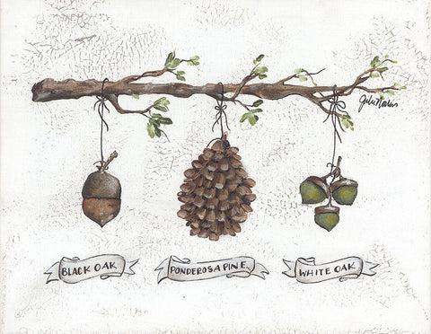 Pinecone Acorn Study White Modern Wood Framed Art Print with Double Matting by Norkus, Julie