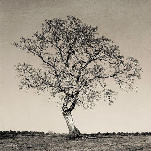 Tree No. 54 Black Modern Wood Framed Art Print with Double Matting by Rigsby, Jennifer