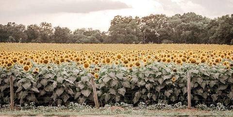 Sunflower Field No. 7 White Modern Wood Framed Art Print with Double Matting by Rigsby, Jennifer