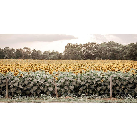 Sunflower Field No. 7 Black Modern Wood Framed Art Print with Double Matting by Rigsby, Jennifer