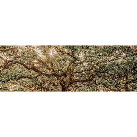 Low Country Oaks I Black Modern Wood Framed Art Print with Double Matting by Rigsby, Jennifer