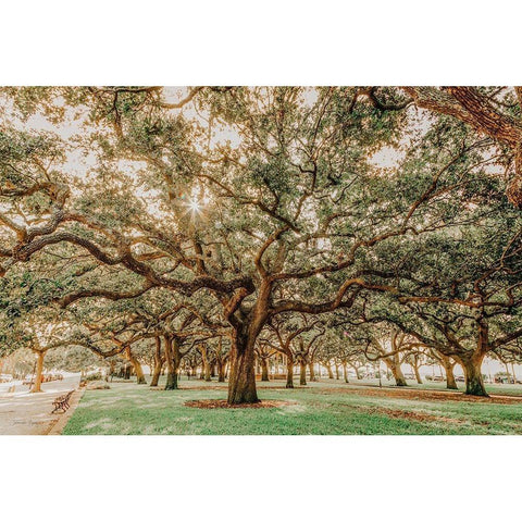 Low Country Oaks II Black Modern Wood Framed Art Print by Rigsby, Jennifer