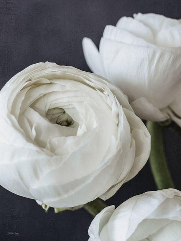 Refined Beauty II Black Ornate Wood Framed Art Print with Double Matting by Rigsby, Jennifer