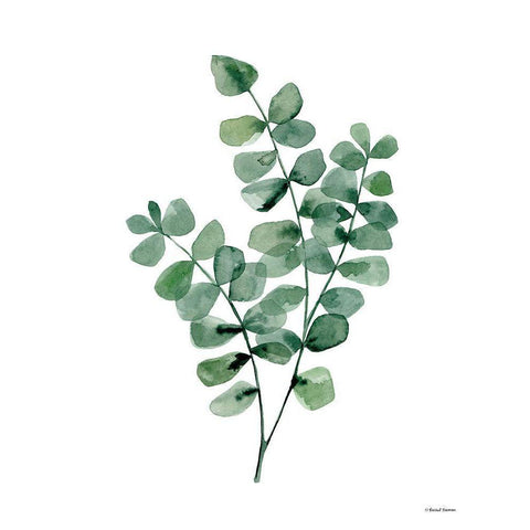 Watercolor Botanical II Black Modern Wood Framed Art Print with Double Matting by Nieman, Rachel