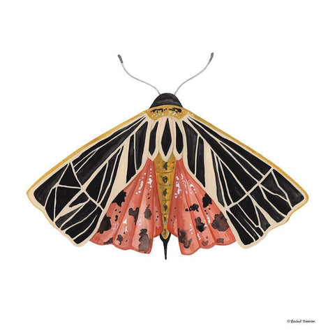 Naturally Wonderful Moth Gold Ornate Wood Framed Art Print with Double Matting by Nieman, Rachel