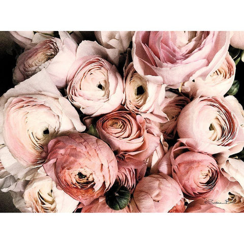 Coral Ranunculus Gold Ornate Wood Framed Art Print with Double Matting by Ball, Susan