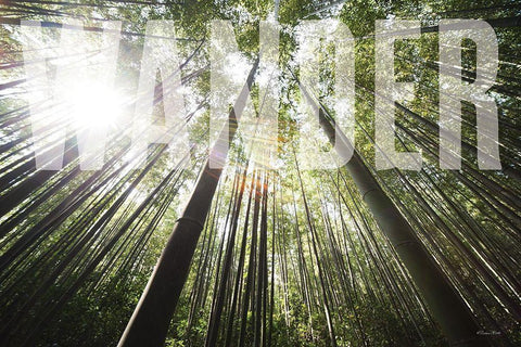 Wander Black Ornate Wood Framed Art Print with Double Matting by Ball, Susan