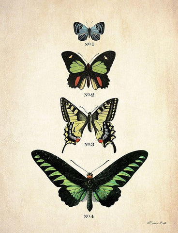 Butterflies 1     White Modern Wood Framed Art Print with Double Matting by Ball, Susan