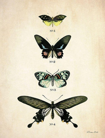 Butterflies 3      Black Ornate Wood Framed Art Print with Double Matting by Ball, Susan