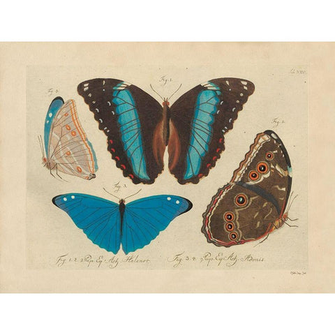 Vintage Butterflies 1 Gold Ornate Wood Framed Art Print with Double Matting by Stellar Design Studio