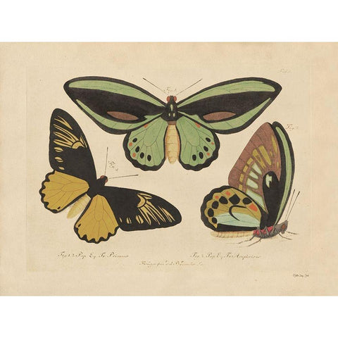 Vintage Butterflies 3 Black Modern Wood Framed Art Print with Double Matting by Stellar Design Studio
