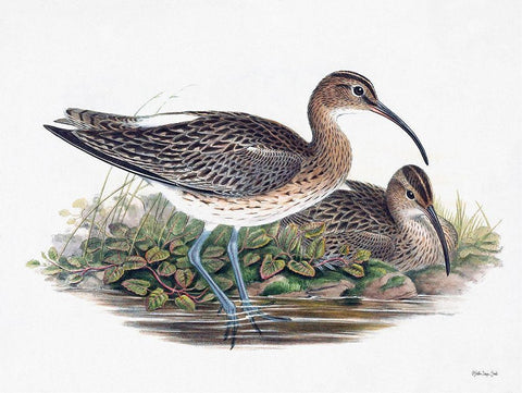 Goulds Coastal Bird III Black Ornate Wood Framed Art Print with Double Matting by Stellar Designs Studio