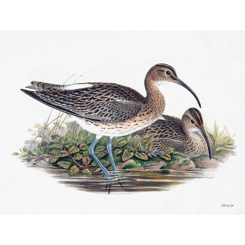 Goulds Coastal Bird III Black Modern Wood Framed Art Print with Double Matting by Stellar Designs Studio