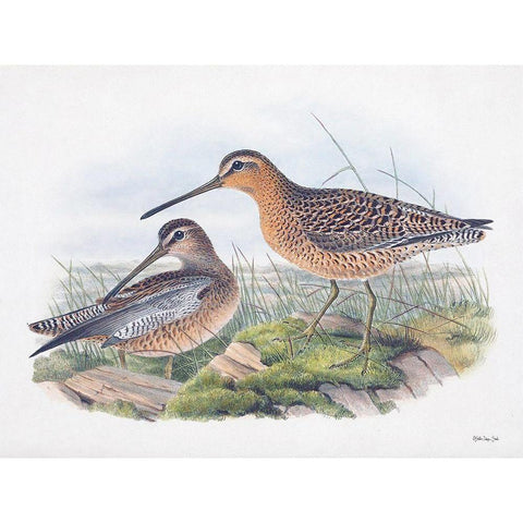 Goulds Coastal Bird VIII White Modern Wood Framed Art Print by Stellar Designs Studio