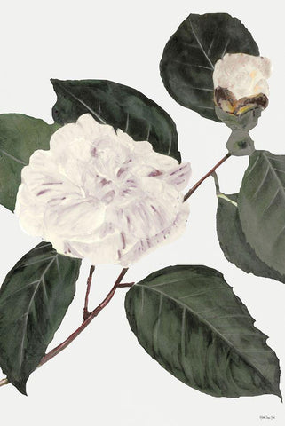 White Botanical I White Modern Wood Framed Art Print with Double Matting by Stellar Design Studio