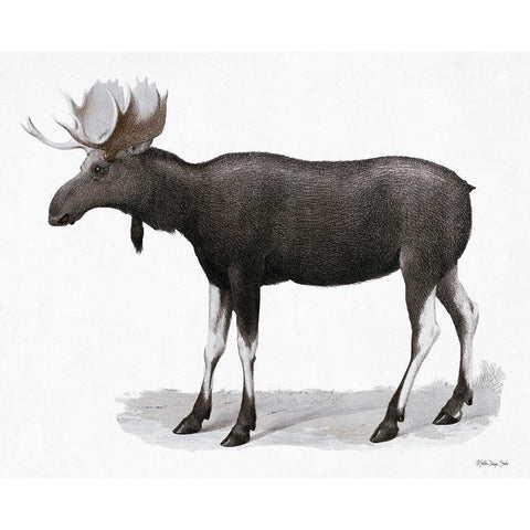 Grand Moose   Black Modern Wood Framed Art Print with Double Matting by Stellar Design Studio